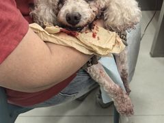 -康旭宠物医院(郑州总院)