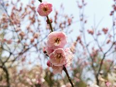 -梅花山(明孝陵内)