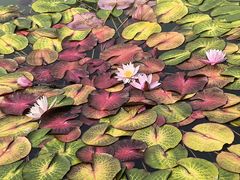 -国家植物园南园