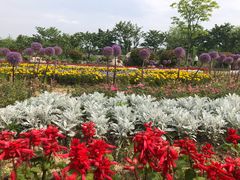 -杭州湾海上花田景区