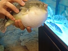 -肆月河豚·淮扬菜·湘菜(华天店)