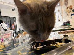 -平行世界·猫咖(首经贸店)