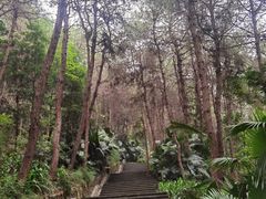 -铁山坪森林公园