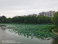 -新江湾城公园
