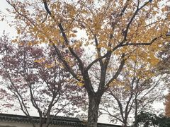 -巡塘古镇