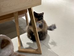 -藏猫猫咖啡主题馆(中央大道店)