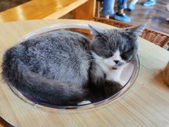 -蓝鲸·缅因猫舍