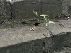 -虞山城墙