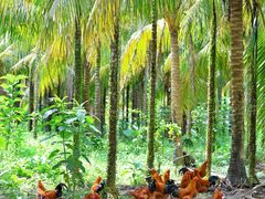 -兴隆槟榔园休闲农庄