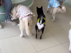 -怪兽屋·羊驼·猫咖·狗咖(俊华广场店)