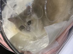 -萌兽医馆·绝育·24小时内科·宠物医院(德胜店)