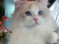 -猫大福·Fortune Cat猫舍(百子湾店)