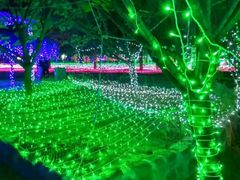 -洛阳郁金香牡丹园