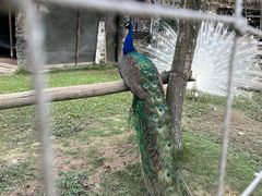 -都江堰玫瑰花溪谷