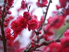 -南汇桃花村