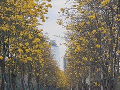 -洲头咀公园