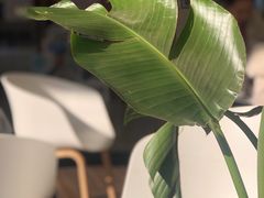 -树夏(金楠天街店)