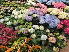 -双季花艺园艺市场(浦东店)