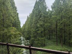 -黄海国家森林公园