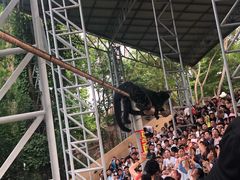 -清迈夜间动物园