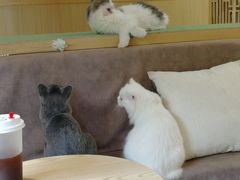 -猫和宫(六道口店)