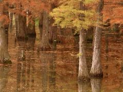 -白鹭湾湿地公园