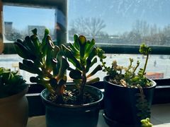 -三忘湖 SWANSEEN(柳荫公园店)