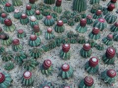 -深圳仙湖植物园