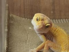 -酷以爬仙阁实体爬宠店·守宫·蜥蜴·专业繁育