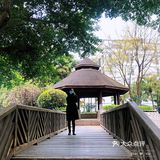 落地的杏花 妙龄的梨花