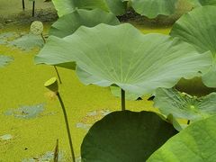 -北纬44度·金珠花海休闲农业旅游景区