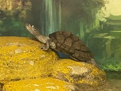 -上海大自然野生昆虫馆