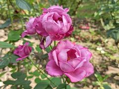 -共青国家森林公园-南大门停车场