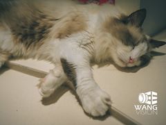 -飞行喵MR PILOT|猫舍·猫咖(静安大融城店)
