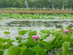 -洪湖生态旅游区