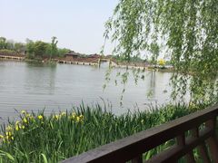 -杭州湾海上花田景区