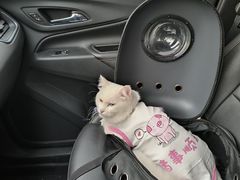 -北京观赏动物医院·24小时大型综合·猫专科·异宠专科