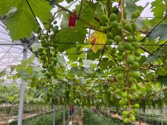 -海堤葡萄园中小学生研学基地