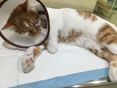 -米苏动物医院·犬猫专科·骨科外科内窥镜
