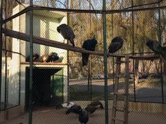 孔雀笼-月亮河温泉度假酒店