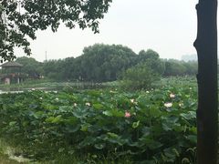 -荷塘月色湿地公园·向阳花洲