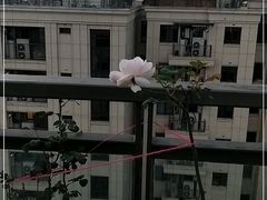 -糕潮(森兰店)