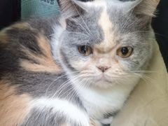 -瑞鹏宠物医院·夜间急症·心超·猫科(祖庙分店)