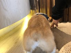 -浣熊柯尔鸭土拨鼠·电玩咖