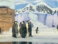 -海合安成都极地海洋公园