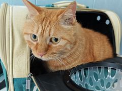 -纳吉亚猫专科动物诊疗中心(蒋宅口分院)