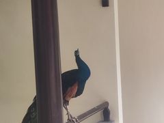 -舜耕山庄四时万和自助餐厅