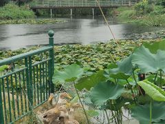 -七的湖·晚芳亭·阳澄湖农家菜·大闸蟹(莲花岛店)