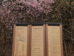 -香雪海