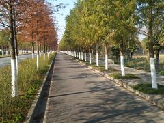 -上海长兴岛郊野公园